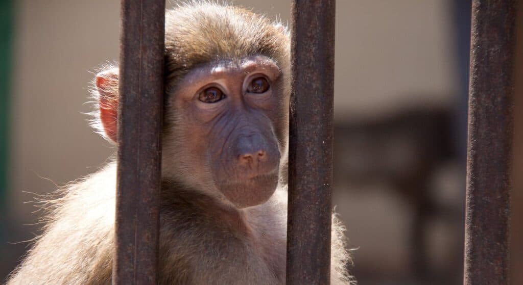 A monkey behind the bars looking sad is symbolizing the human deprivation from the natural habitat which is the cause of panic attacks