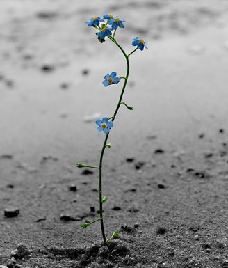 Feeling depressed in Dubai. A lonely flower, the Forget-Me-Not, growing alone in a sandy and rocky place