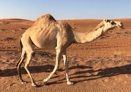 Depressive in Dubai. Lonely camel in Dubai dessert