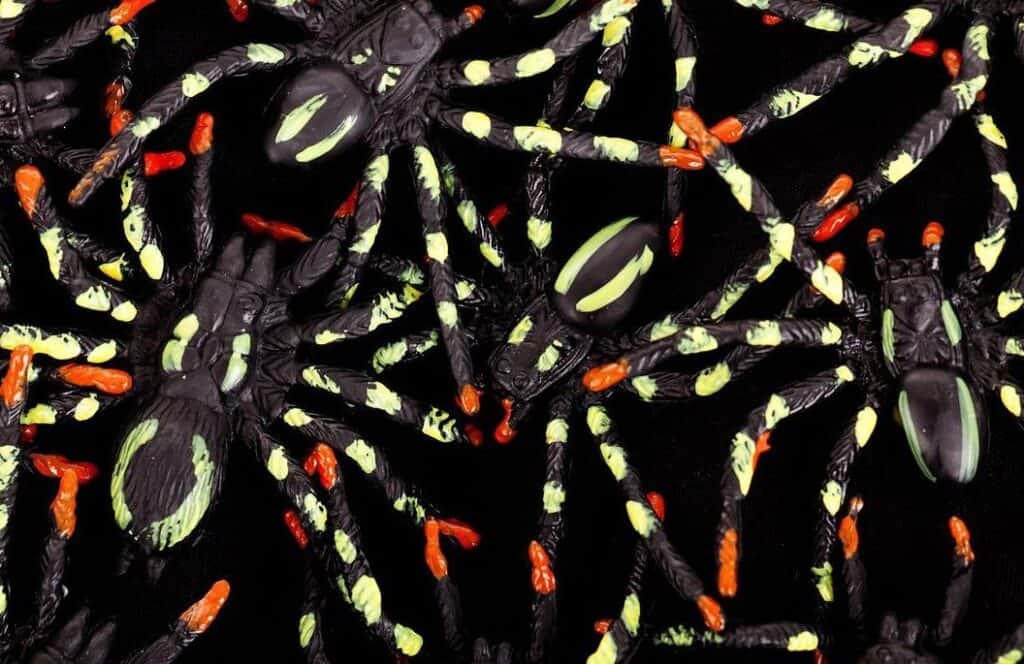 Arachnophobia, fears of spiders. The picture shows a group of spiders on black background. The spiders have neon yellow and orange marking on their legs and body.  This image would make people who have a spider phobia, also called arachnophobia, unreasonably fearful.  It would cause them great anxiety.