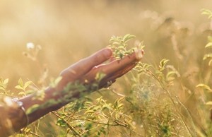 Mindfulness. Being in here and now. The picture shows a hand touching flowers in the meadow 