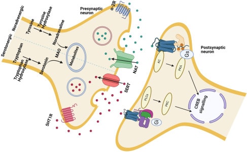 Synaptic space with re-entry channels for serotonin and epinephrin