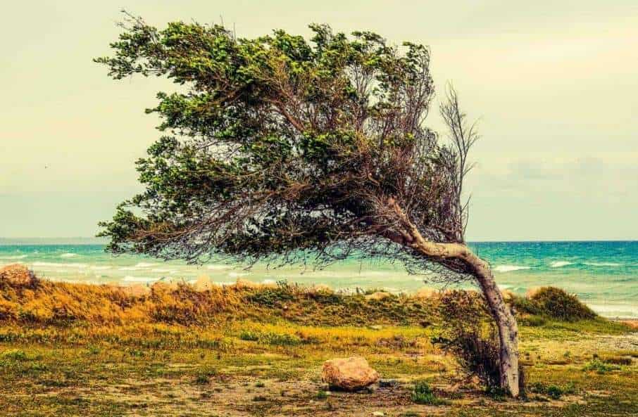 The picture shows a tree in the stormy wind. The tree grows close to the see. The tree is bent by the strong wind.  The humans can be also affected by a storm of emotions induced by external circumstances causing depression