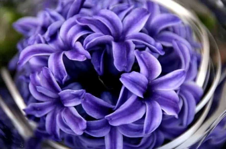 A purple hyacinth floating in water that is swirling around it.  The flower symbolizes devoted love that comes after death and sorrow.  Planting this flowers helps the bereaved cope with grief and loss.  