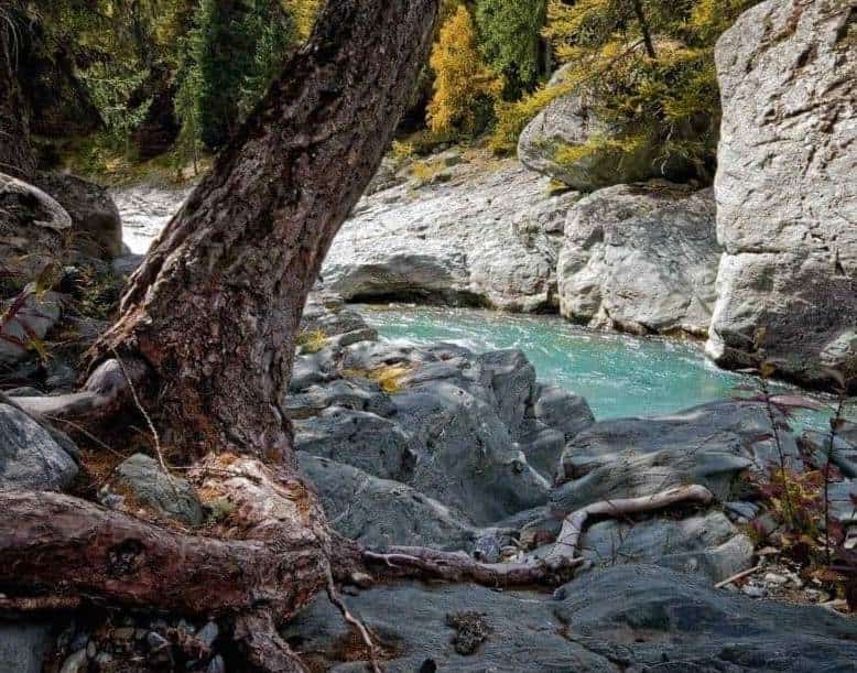 Causes of Bipolar Disorder. The picture shows a tree growing on a rock. In the background a river and rocks. The environmental factors play a significant role in the onset of bipolar disorder